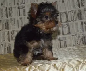 Additional photos: Yorkshire terrier puppy for sale