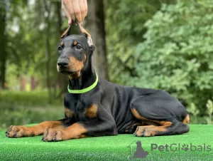 Additional photos: Doberman puppies