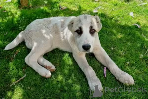 Photo №2 to announcement № 50250 for the sale of central asian shepherd dog - buy in Germany private announcement