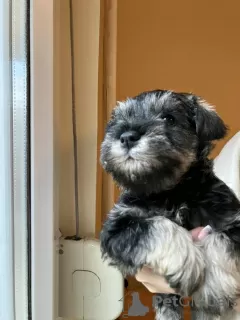 Additional photos: Miniature schnauzer - pepper salt