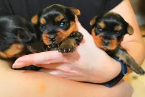 Additional photos: Open reserve (reservation) kids Yorkshire Terrier.