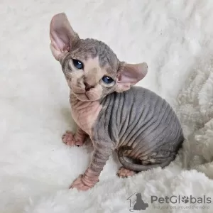 Photo №1. sphynx cat - for sale in the city of Missouri City | 2000$ | Announcement № 123553