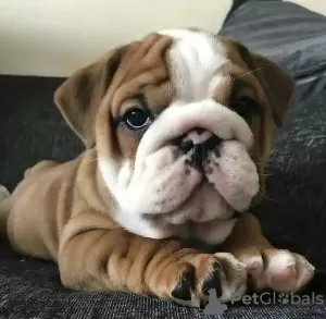 Photo №1. english bulldog - for sale in the city of Nyon | negotiated | Announcement № 42091