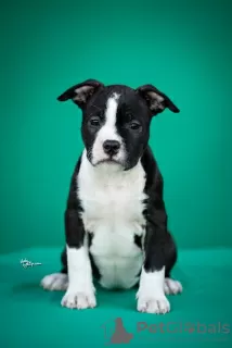 Additional photos: American Staffordshire Terrier