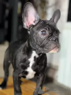 Additional photos: French bulldog male