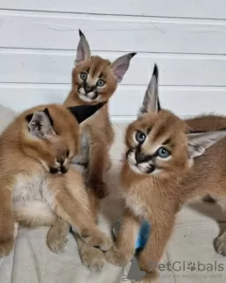 Photo №3. savannah, serval and caracal kittens. France