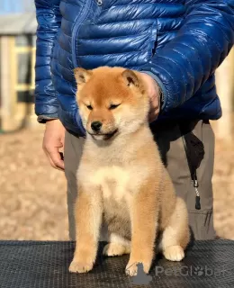 Photo №2 to announcement № 11214 for the sale of shiba inu - buy in Swaziland private announcement