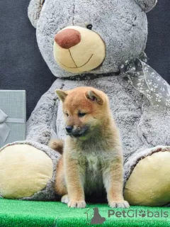 Additional photos: Shiba Inu puppies