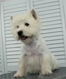 Additional photos: West Highland White Terrier puppy from International Champion