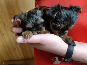 Photo №4. I will sell non-pedigree dogs in the city of Cherkasy. private announcement - price - 375$