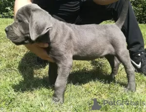 Additional photos: cane corso puppies pure breeds