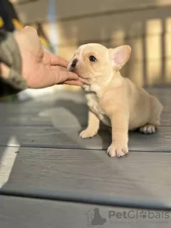 Photo №1. french bulldog - for sale in the city of Ludwigsburg | 528$ | Announcement № 80752