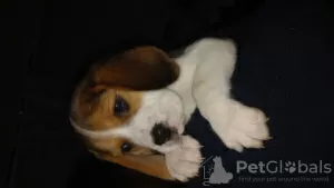 Photo №2 to announcement № 96088 for the sale of beagle - buy in Italy breeder