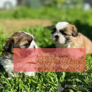 Photo №1. yorkshire terrier - for sale in the city of Ängelholm | negotiated | Announcement № 47607