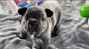 Photo №3. French Bulldog Puppies & Stud Service. United States