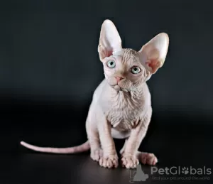 Photo №4. I will sell sphynx-katze in the city of Kharkov. from nursery, breeder - price - 400$