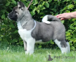 Additional photos: American Akita