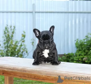 Photo №3. French bulldog puppy, female show class FCI. Russian Federation