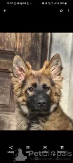 Additional photos: Long Hair German Shepherd working line puppies