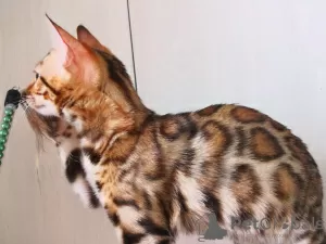 Additional photos: bengal kittens