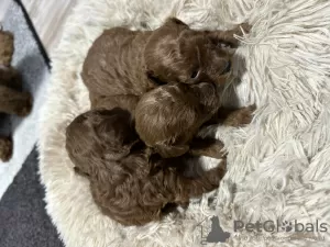 Additional photos: Red Toy Poodle puppies for sale