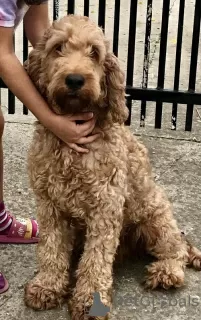 Photo №1. labradoodle - for sale in the city of Kovilj | negotiated | Announcement № 105047