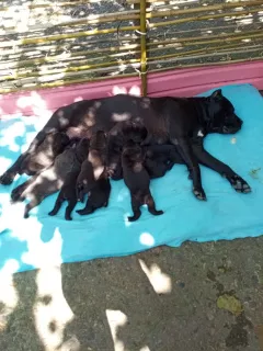 Additional photos: Puppies Cane Corso