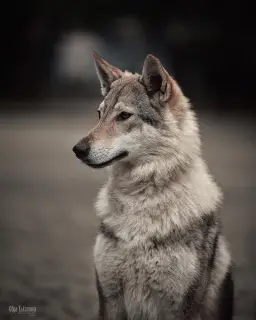 Additional photos: Czechoslovakian wolfdog puppies