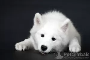 Photo №3. Samoyed puppy from Kiev kennel.. Ukraine