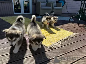 Photo №3. Alaskan Malamute puppies. Estonia