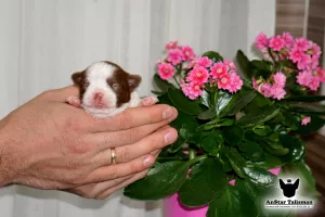 Photo №4. I will sell chihuahua in the city of Москва. from nursery - price - negotiated