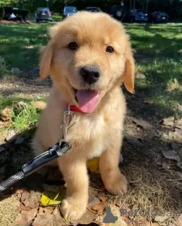 Photo №1. golden retriever - for sale in the city of Nordhorn | 423$ | Announcement № 99394