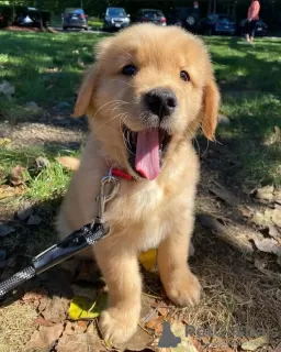 Photo №1. golden retriever - for sale in the city of Neuss | 423$ | Announcement № 99392