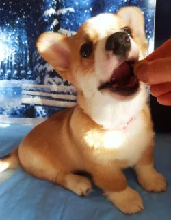 Additional photos: New year, smiling and cheerful puppies Corgi Pembroke