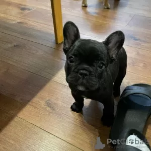 Photo №1. french bulldog - for sale in the city of Berlin | negotiated | Announcement № 19820