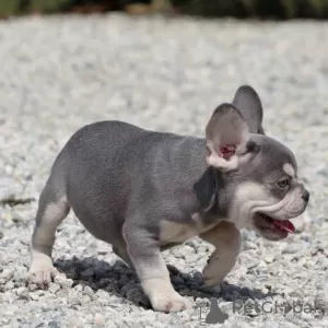 Additional photos: Beautiful Purebred French Bulldog