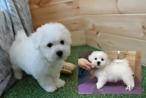 Additional photos: Adorable Bichon Frize puppies ready to move into a new home