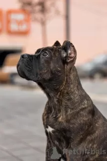 Photo №3. cane corso puppies. Russian Federation