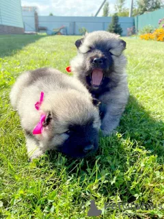 Additional photos: Keeshond (Wolfspitz) puppies