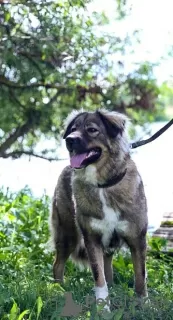 Additional photos: Security guard Alpha Caucasian Shepherd mix. Looking for a home!