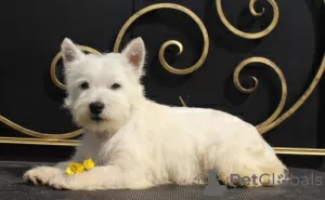 Photo №2 to announcement № 51362 for the sale of west highland white terrier - buy in Russian Federation private announcement, from nursery, breeder