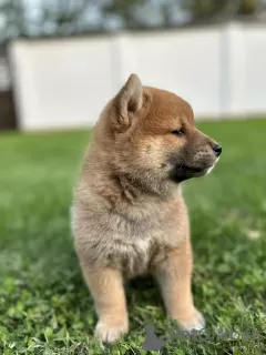 Additional photos: Shiba Inu puppies