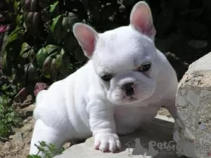 Photo №4. I will sell french bulldog in the city of Штутгарт. private announcement - price - 380$