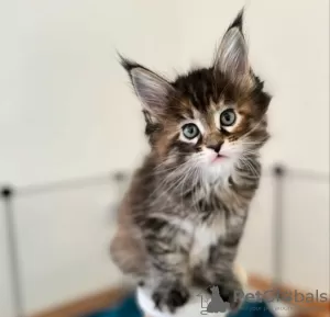 Photo №2 to announcement № 116679 for the sale of maine coon - buy in Switzerland private announcement