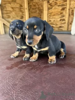 Photo №3. long-haired miniature dachshund. Germany