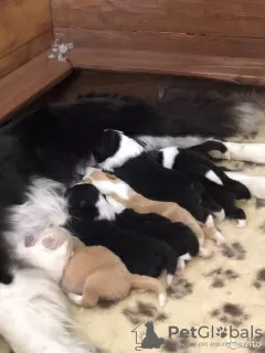 Additional photos: Border collie puppies, the smartest dog in the world