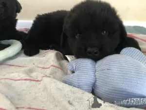 Additional photos: Newfoundland puppies