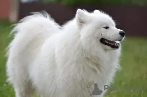 Photo №3. It is proposed to mate a Samoyed male. in Belarus. Announcement № 3913