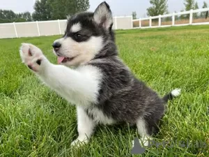 Photo №1. alaskan klee kai, alaskan malamute - for sale in the city of Афины | 423$ | Announcement № 44912