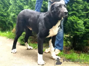 Additional photos: Puppy of the Central Asian Shepherd Dog / CAO / Alabai